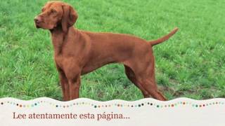 Como Educar a un Vizsla  Entrenamiento de Perro Vizsla [upl. by Steffie]