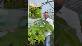 🌿✨ Yann nous présente sa plante préférée  le TETRAPANAX PAPYRIFERA ‘REX’  ✨🌿 [upl. by Vel89]