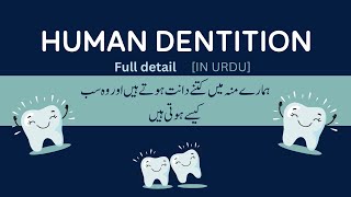 Human Dentition  HETERODONT  THECODONT  DYPHODONT [upl. by Grenville]