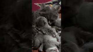 My cat Nora kisses her babies kitten babycat britishcat britishkittenslife cute [upl. by Ogram]