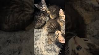 Porchlight Kittens on way to shelter [upl. by Kaila]