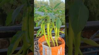 organic vegetablesvegetables organicfarming organic chilli homegarden youtubeshorts short [upl. by Nylorak]