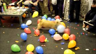 MUST SEE  CALLY The Wonder Dog Destroys 150 Balloons in 2 Mins  Hilarious [upl. by Ydac850]