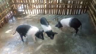 hungry pigs 🐷🐷 eating morning feed like 😂😂😂😂 chaap chaap  piggy adventures 😂😂 [upl. by Babita]