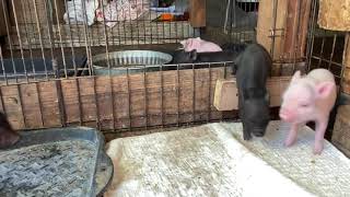 Mama Pig Comes to Rescue Her Squealing Piglet  SATX Pet Pigs [upl. by Eceinahs]