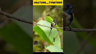 A Glimpse of Natures Masterpiece A Marvelous Spatuletail wildlifephotography birdphotography [upl. by Acinoj]