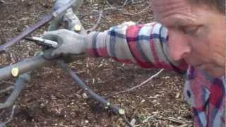 Pruning with Paul Part 1  Back to Eden Garden  L2Survive with Thatnub [upl. by Mcnalley]