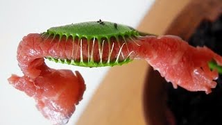 VENUS FLYTRAP eats MEAT  Feeding Carnivorous plant named Charlie big piece of roast beef [upl. by Yeldnarb]