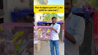 Ham Budgies parrot 🦜ko shift kr rahe hai🏠 petlover minivlog birds budgies parrot petlover [upl. by Eveivenej]