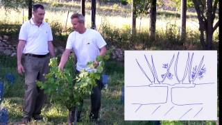 Comment tailler la vigne en cordon de Royat [upl. by Attenol]