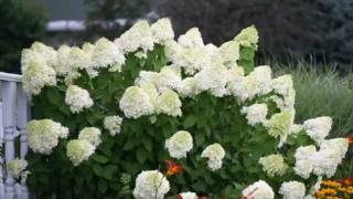 How to Prune Limelight Hydrangea [upl. by Nevek]