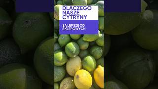 DLACZEGO NASZE 🍋 CYTRYNY SĄ LEPSZE OD SKLEPOWYCH lemon cytryny [upl. by Erbma237]