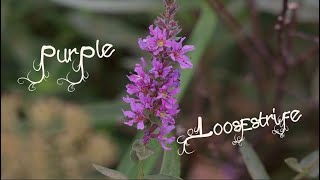 Purple Loosestrife  Invasive Species [upl. by Joh]