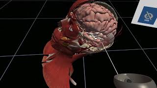 Human Anatomy Virtual Reality  BioDigital [upl. by Champaigne]