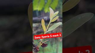 Sony Xperia 5 mark 2  beautiful camera  4K high resolution video  xmiraxroster07 [upl. by Nesline]