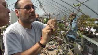 Korean Hornbeam workshop with bonsai master John Romano [upl. by Blaire]