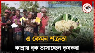 কৃষকের সঙ্গে এ কেমন শত্রুতা  Cauliflower Cultivation  Rajshahi  Kalbela [upl. by Darom]