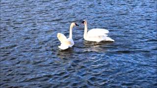 Trumpeter Swans Flying with Music [upl. by Aneej]