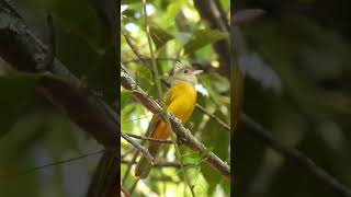 Canto de Pássaros  PIPIRADATAOCA  Grayheaded Tanager birds cantodepassaros [upl. by Noeht]