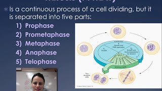 Cell Cycle Mitosis amp Cytokinesis [upl. by Normak]