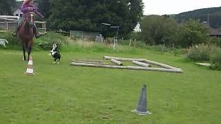 Horse amp Dog Trail at home [upl. by Ahsir]