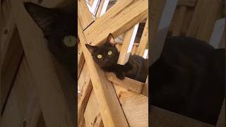 Black cat 😺  youtubeshorts cat azchicagovlog [upl. by Ketchan]