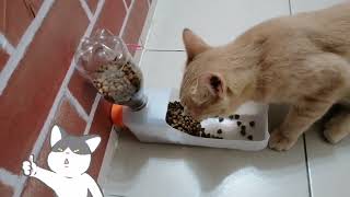 DIY Cat Food Dispenser  Without Glue [upl. by Telford396]