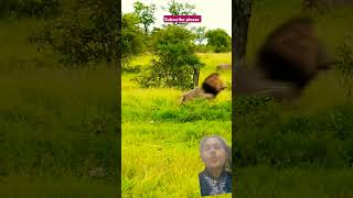 Very rare so amazing scenes of universe wild life natgeo viral video nature tiger nature short [upl. by Luanni]