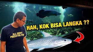 IKAN HIU AIR TAWAR PALING LANGKA  LINCE CATFISH [upl. by Ycniuqed]