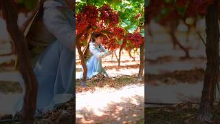 Red 🍒 Grapes 🍇 Harvesting grape grapetree harvesting cooking [upl. by Denna]