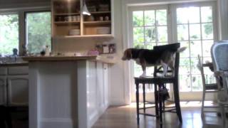 Bad Beagle Cam  Bacon [upl. by Mail969]