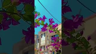 bougainvillea flower plant [upl. by Naujej]