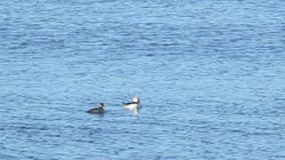 Bufflehead Ducks [upl. by Magnusson580]