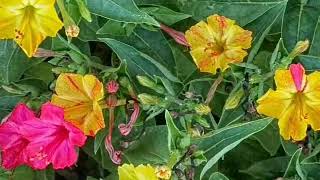 NO115 How to care Mirabilis4 oClockGul AbbasGula bassi Beauty of nightperennial HindiUrdu [upl. by Ahsietal]