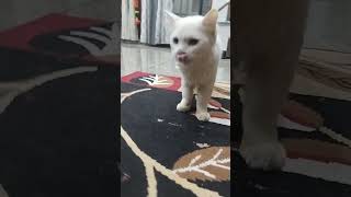 My kitty after having his meal 😺  cute kitty kittu  cats  Turkish angora [upl. by Odnam700]