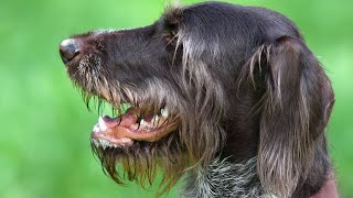 German Wirehaired Pointer Everything You Need to Know [upl. by Atirat]