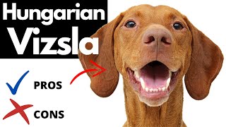 Hungarian Vizsla Pros And Cons  The Good AND The Bad [upl. by Abott320]