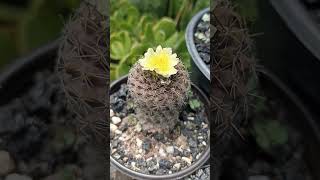 copiapoa Humilis [upl. by Agamemnon662]