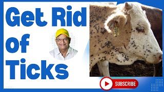 Can You Get Rid Of Ticks On Your Cows in Just One Day GNP Sir Explains I GNP Sir [upl. by Meekahs392]