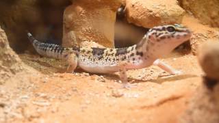 Leopard Gecko hunting [upl. by Assyn33]