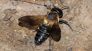 Megachile sculpturalis known as the giant resin bee and sculptured resin bee [upl. by Nosiddam]