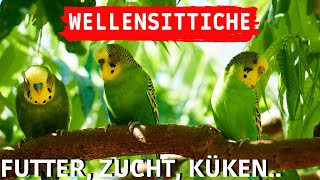 Wellensittiche Tipps  Wellensittiche Futter Zucht amp Küken  Wellensittiche halten Welli Aufnahmen [upl. by Laeria]