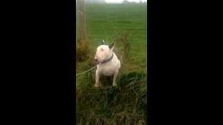 Stubborn English Bull Terrier [upl. by Nhojleahcim]