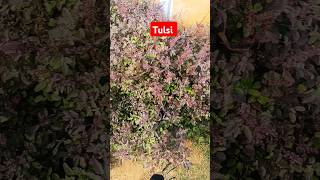 Tulsi plants sunday ko nhi todna chahiye trendingshorts [upl. by Nancey87]