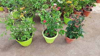 Best Trellis for Climbing plants🪴 Indian terrace garden  Climbing plants Trellis ideas gardening [upl. by Eladal]