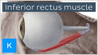 Inferior rectus muscle of the eye  Origin Insertion Function  Anatomy  Kenhub [upl. by Ennirak708]