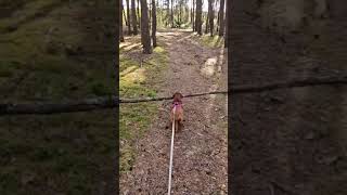 Dachshund and Stick  Jamnik i patyk  Sindy [upl. by Letnahc]