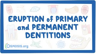 Eruption of primary and permanent dentitions [upl. by Orvie311]