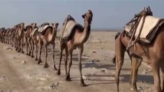 La caravane du sel  desert du Danakil [upl. by Brenner]