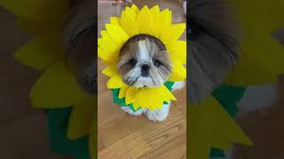 Halloween Pets Spooky and Cute Costumes  Funny Animal Fails [upl. by Howlyn]